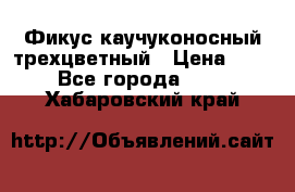 Фикус каучуконосный трехцветный › Цена ­ 500 - Все города  »    . Хабаровский край